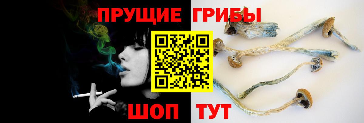 Галлюциногенные грибы Psilocybe Камышин